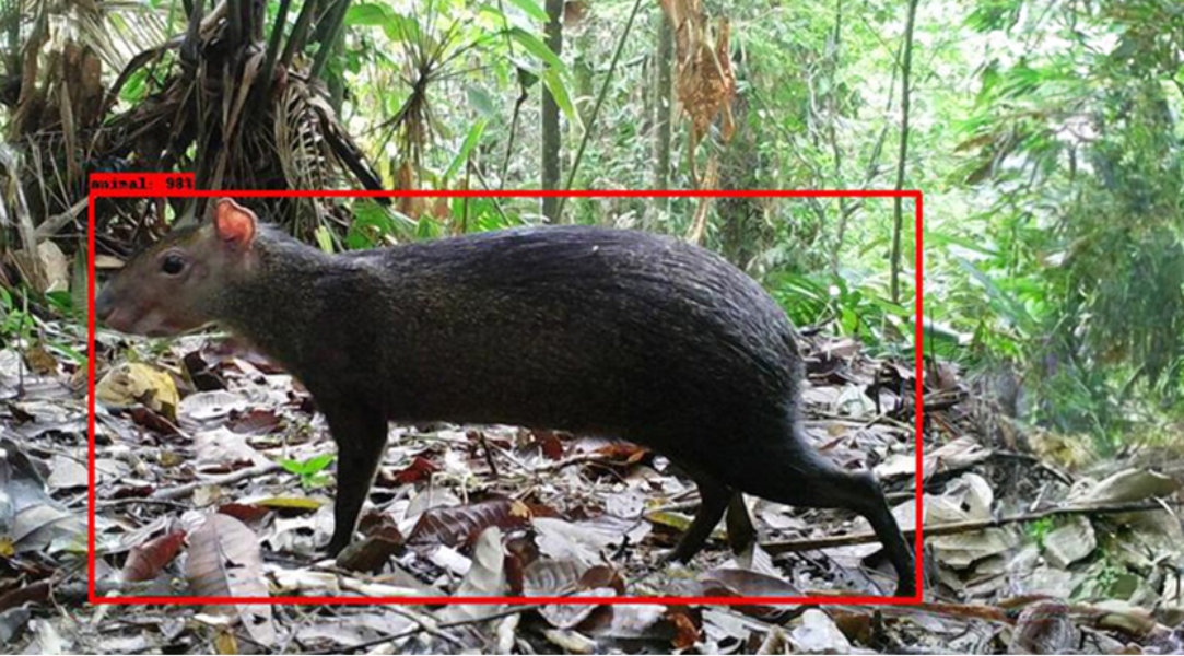 An animal captured by a trail camera in the forest.